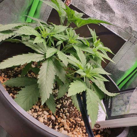 Cinderella 99  growlog timeline photo