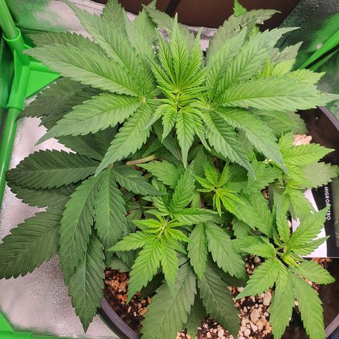 Cinderella 99  growlog timeline photo