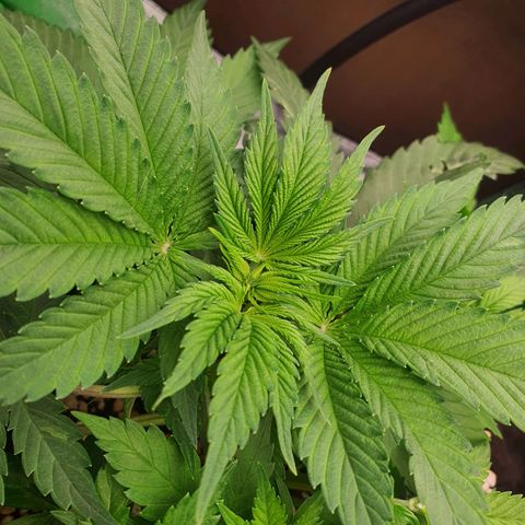 Cinderella 99  growlog timeline photo