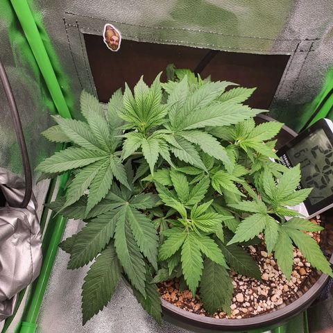 Cinderella 99  growlog timeline photo