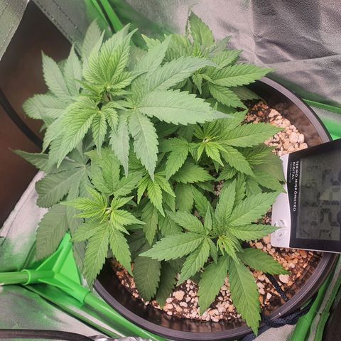Cinderella 99  growlog timeline photo