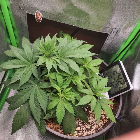 Cinderella 99  growlog timeline photo