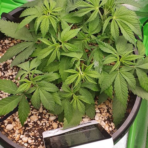 Cinderella 99  growlog timeline photo