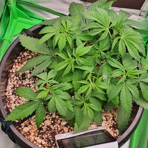 Cinderella 99  growlog timeline photo