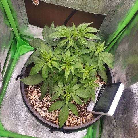 Cinderella 99  growlog timeline photo
