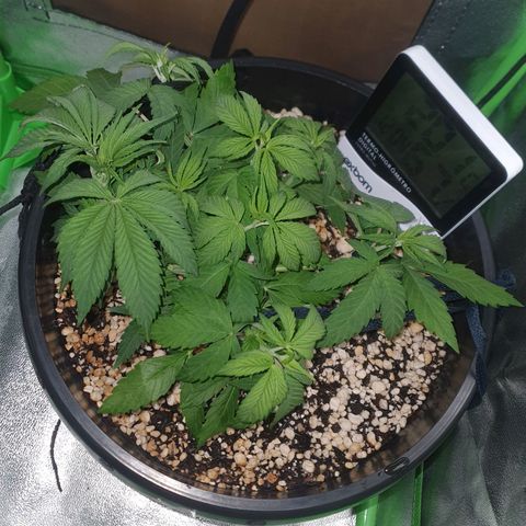 Cinderella 99  growlog timeline photo