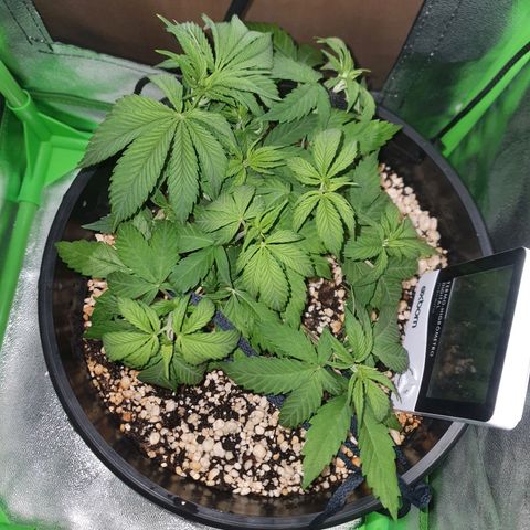 Cinderella 99  growlog timeline photo