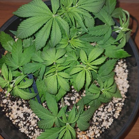 Cinderella 99  growlog timeline photo