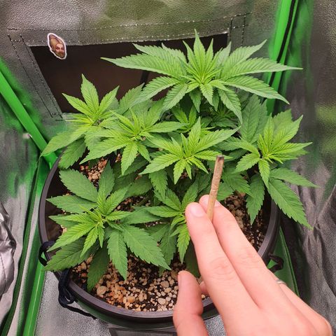 Cinderella 99  growlog timeline photo