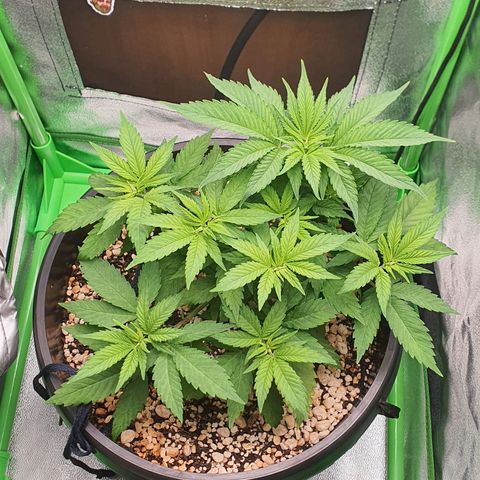 Cinderella 99  growlog timeline photo