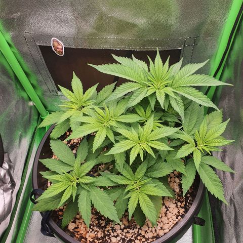 Cinderella 99  growlog timeline photo