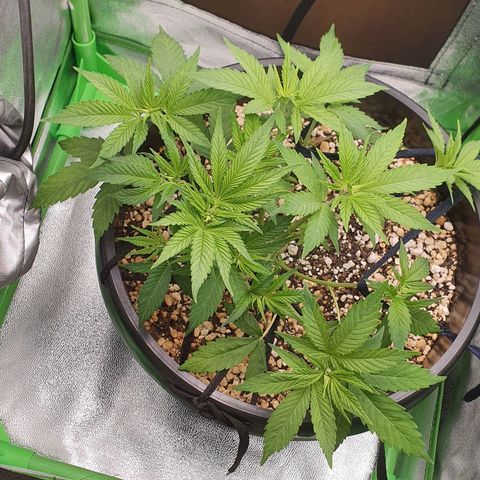 Cinderella 99  growlog timeline photo