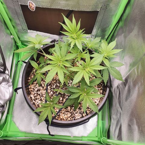 Cinderella 99  growlog timeline photo