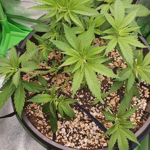 Cinderella 99  growlog timeline photo