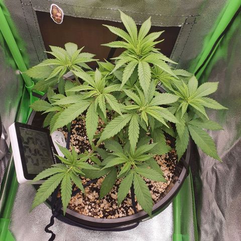 Cinderella 99  growlog timeline photo