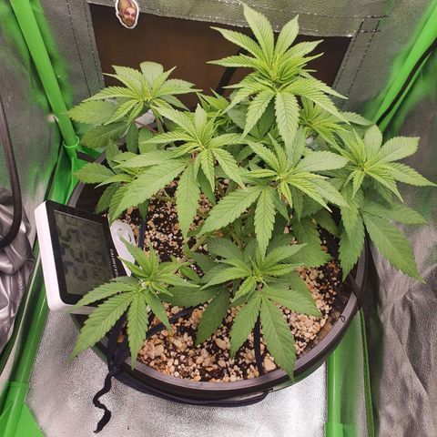 Cinderella 99  growlog timeline photo