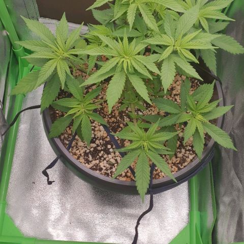 Cinderella 99  growlog timeline photo