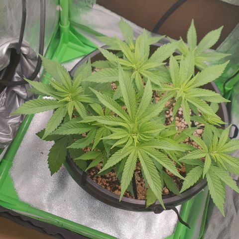 Cinderella 99  growlog timeline photo