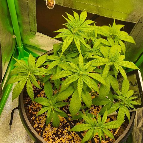 Cinderella 99  growlog timeline photo