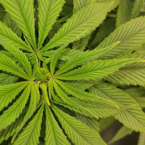 Cinderella 99  growlog timeline photo