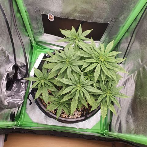 Cinderella 99  growlog timeline photo
