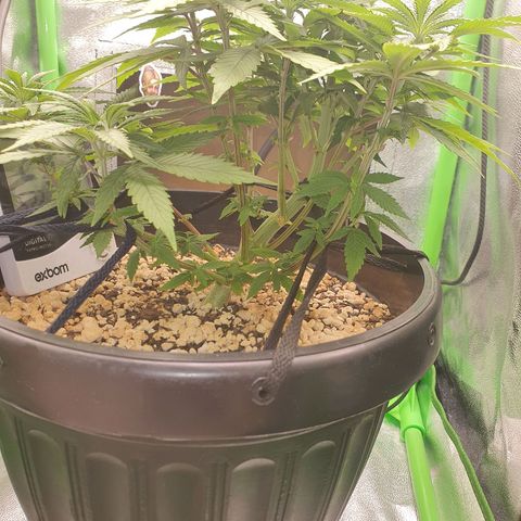 Cinderella 99  growlog timeline photo