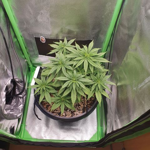 Cinderella 99  growlog timeline photo