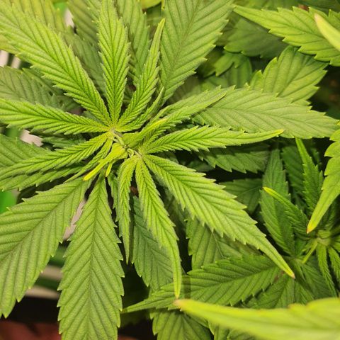 Cinderella 99  growlog timeline photo