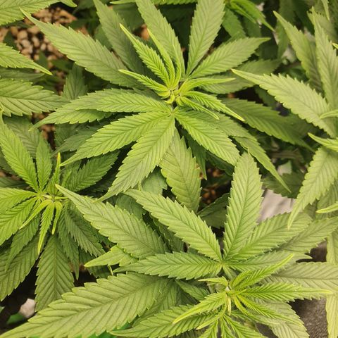 Cinderella 99  growlog timeline photo