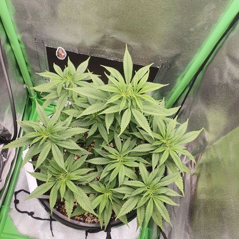 Cinderella 99  growlog timeline photo