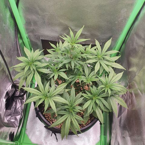 Cinderella 99  growlog timeline photo