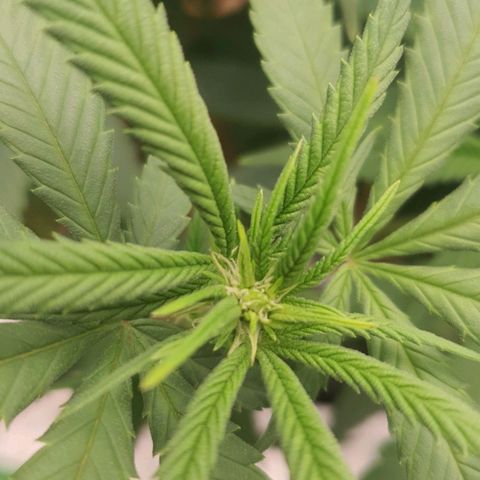 Cinderella 99  growlog timeline photo