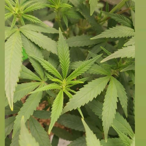 Cinderella 99  growlog timeline photo