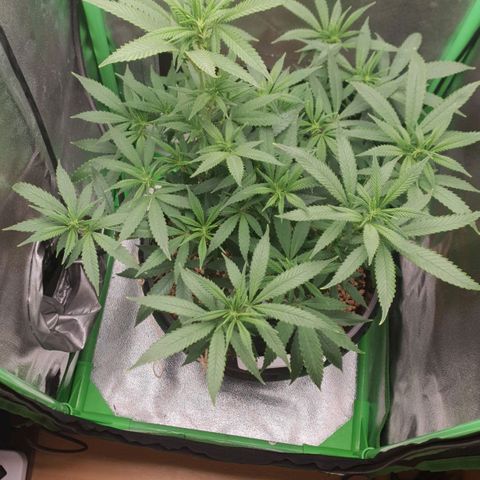 Cinderella 99  growlog timeline photo