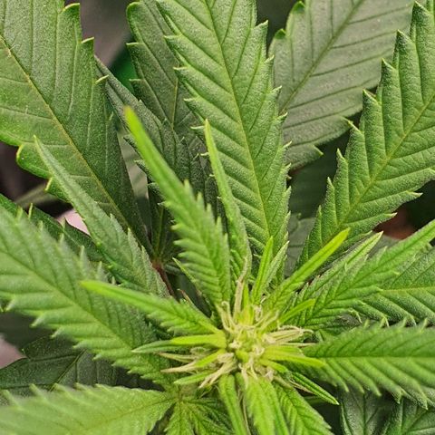 Cinderella 99  growlog timeline photo