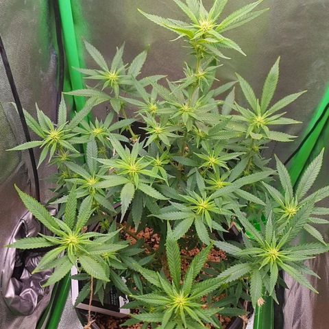 Cinderella 99  growlog timeline photo