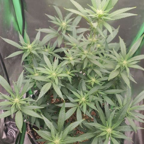 Cinderella 99  growlog timeline photo