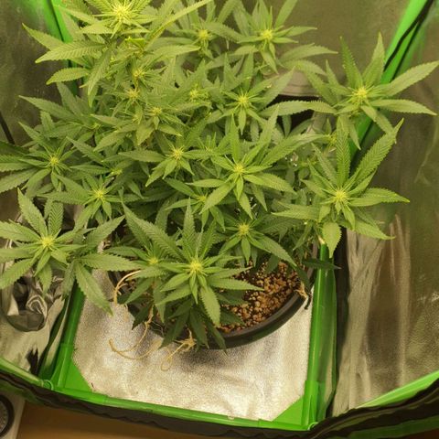 Cinderella 99  growlog timeline photo