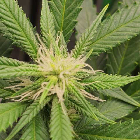 Cinderella 99  growlog timeline photo