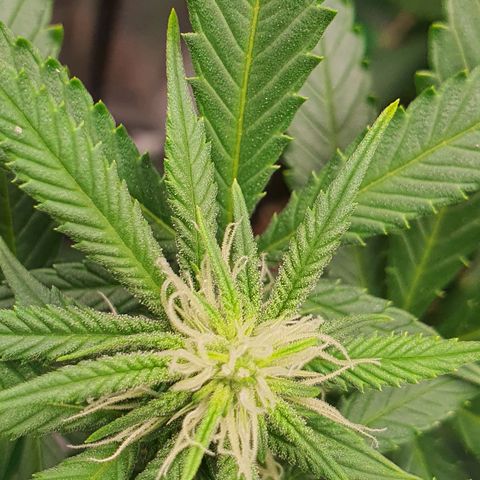 Cinderella 99  growlog timeline photo