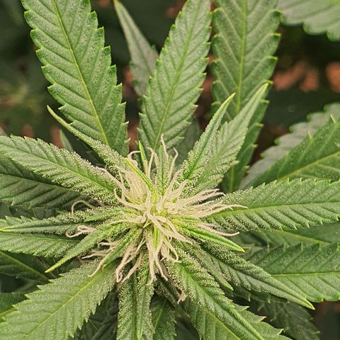 Cinderella 99  growlog timeline photo