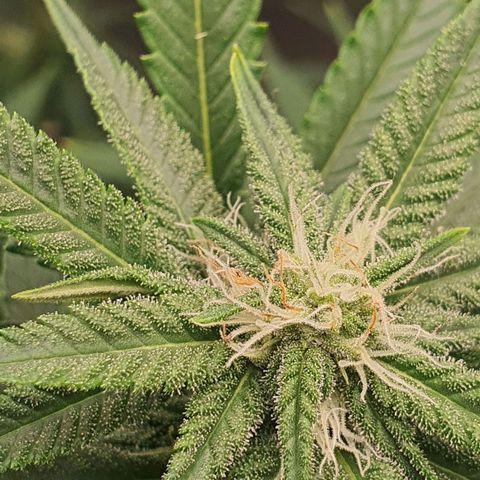 Cinderella 99  growlog timeline photo