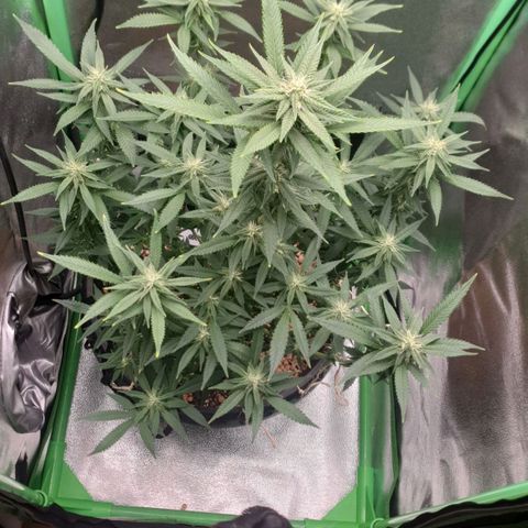 Cinderella 99  growlog timeline photo