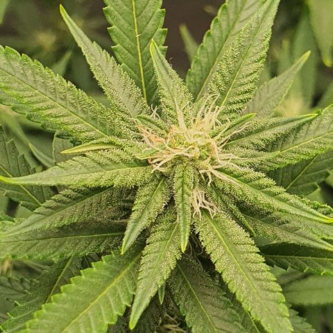 Cinderella 99  growlog timeline photo
