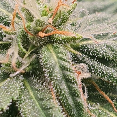 Cinderella 99  growlog timeline photo