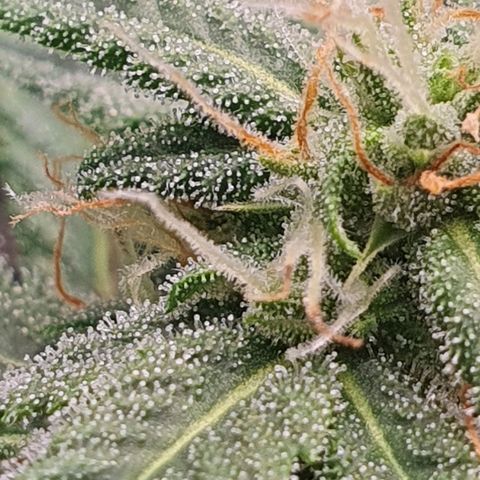 Cinderella 99  growlog timeline photo