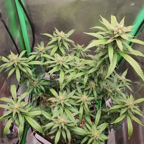 Cinderella 99  growlog timeline photo