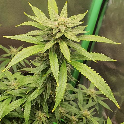 Cinderella 99  growlog timeline photo