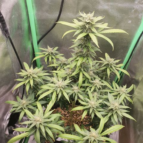 Cinderella 99  growlog timeline photo