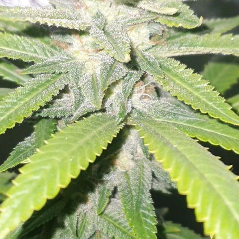 Cinderella 99  growlog timeline photo
